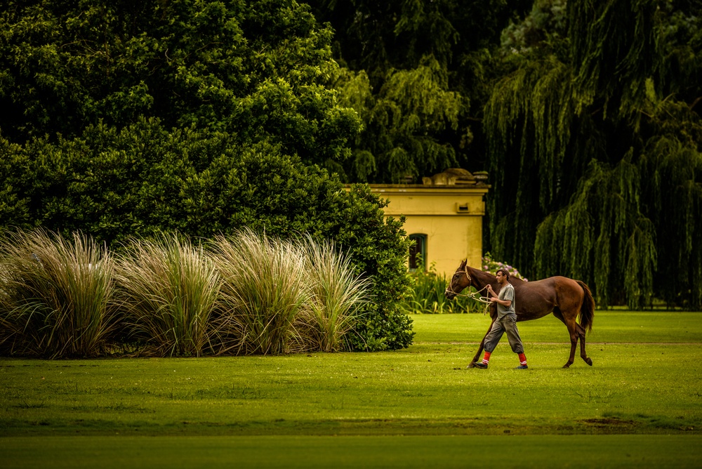 Polo horse and groom in poloclub