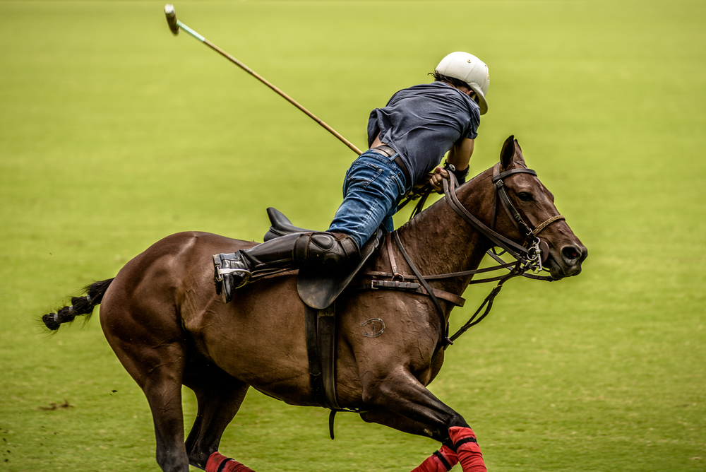 Polo Player